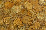 Composite Plate Of Agatized Ammonite Fossils #130580-1